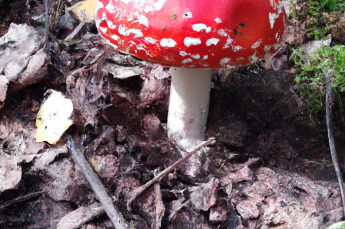 Gołąbek wymiotny (Russula emetica)
