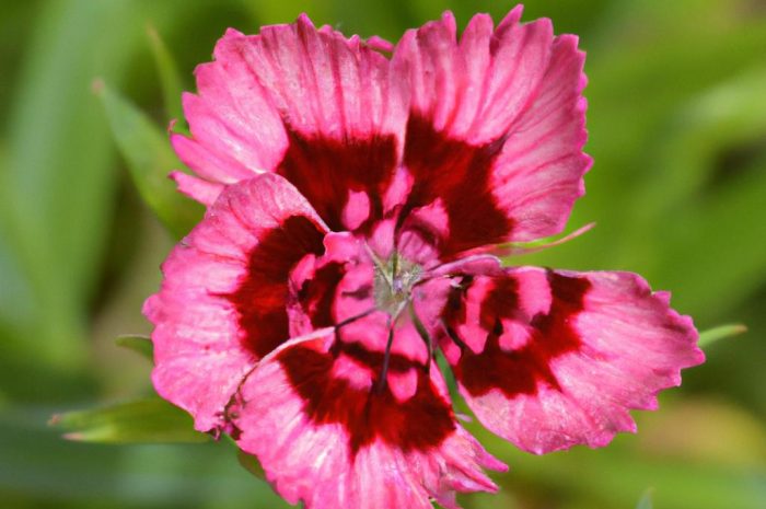 Goździk brodaty – poznaj jego odmiany i sposoby pielęgnacji