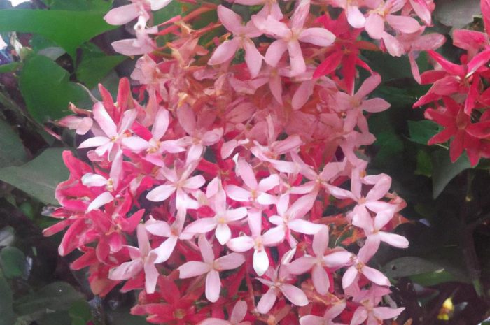 Goździk kropkowany – popularna i łatwa w uprawie ozdobna bylina. Poznaj go bliżej!