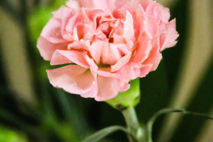 Goździk – sadzenie, uprawa i pielęgnacja. Najlepsze odmiany goździków do ogrodu