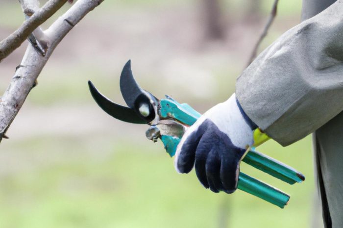 Goździki ogrodowe – przycinanie po zimie. Czy jest to konieczne?