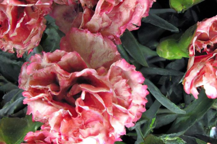 Goździki wieloletnie – zimowanie, uprawa i pielęgnacja