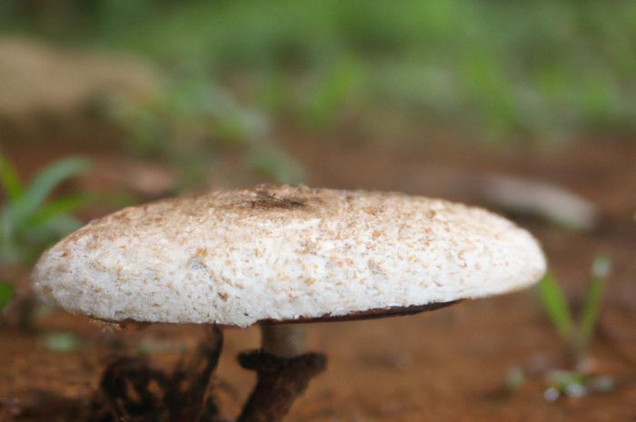 Gołąbek błotny – gatunek jadalnego grzyba z rodziny gołąbkowatych