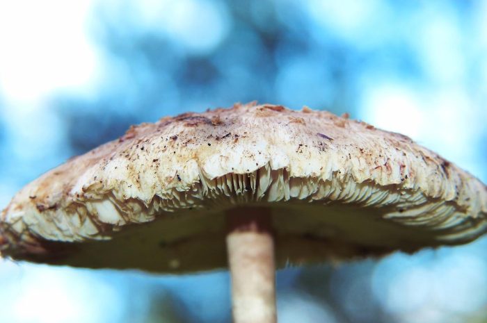 Gołąbek modrożółty, czyli gołąbek zielonawofioletowy- cechy, występowanie, zastosowanie