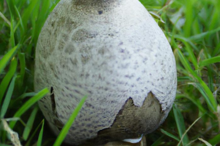 Gołąbek śmierdzący (Russula foetens) – gatunek grzyba o bardzo nieprzyjemnym zapachu