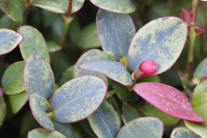 Golteria rozesłana – jak uprawiać Gaultheria procumbens w przydomowym ogrodzie?
