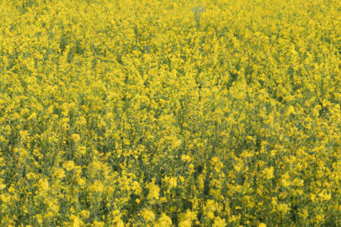 Gorczyca polna – jak zwalczać tego niebezpiecznego chwasta?