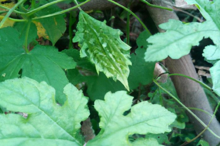 Goryczka – wymagania, uprawa, odmiany