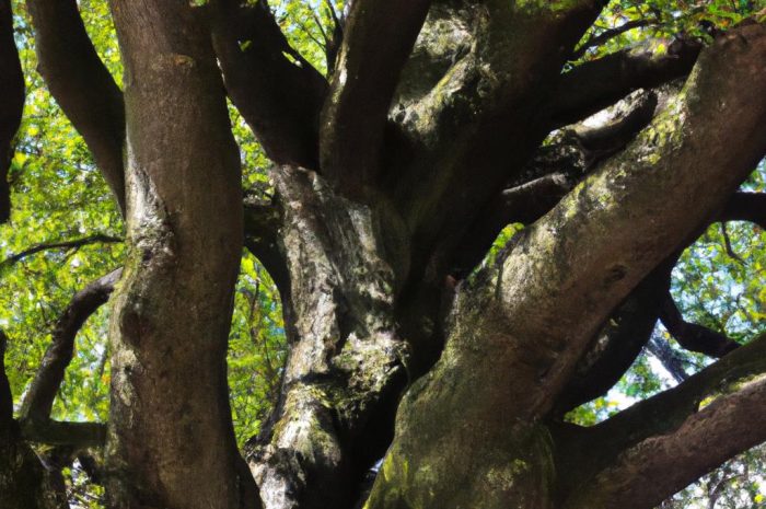 Grab pospolity. Wymagania i pielęgnacja uniwersalnego drzewa do twojego ogrodu