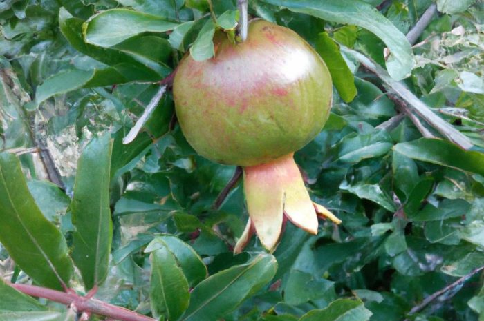 Granatowiec właściwy (Punica granatum Nana). Jak wyglada uprawa tego krzewu?