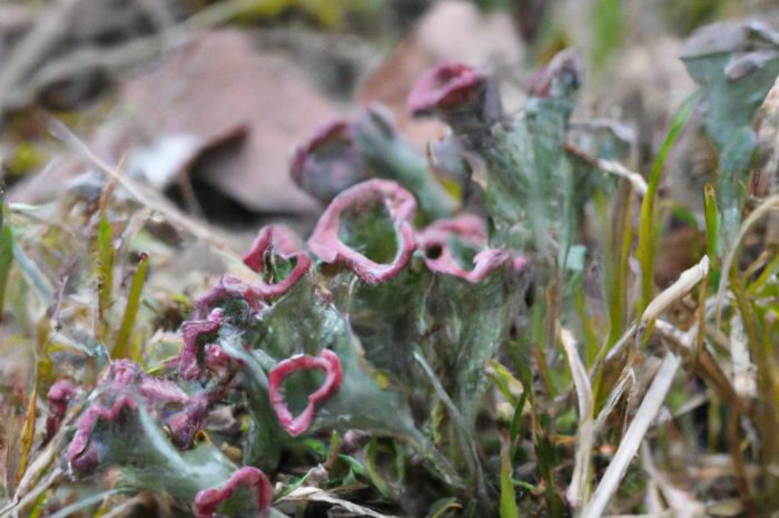 Granicznik płucnik (Lobaria pulmonaria) – warto poznać ten chroniony gatunek grzyba