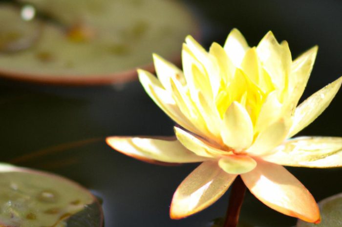 Grążel żółty – jak hodować nenufary w prywatnych zbiornikach wodnych?