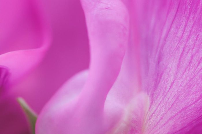 Groszek pachnący – delikatne pnącze o kolorowych i wonnych kwiatach na taras, balkon i do ogrodu