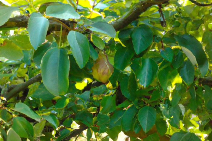 Grusza – zasady uprawy i odmiany tego owocowego drzewa
