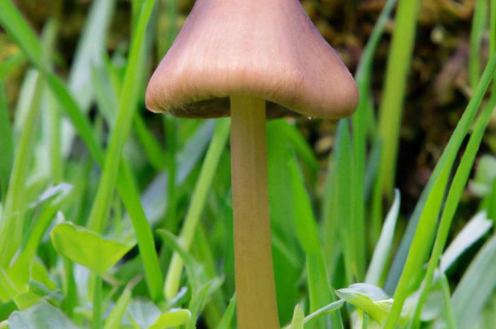 Grzyb niemka — pospolity i jadalny grzyb kołpak