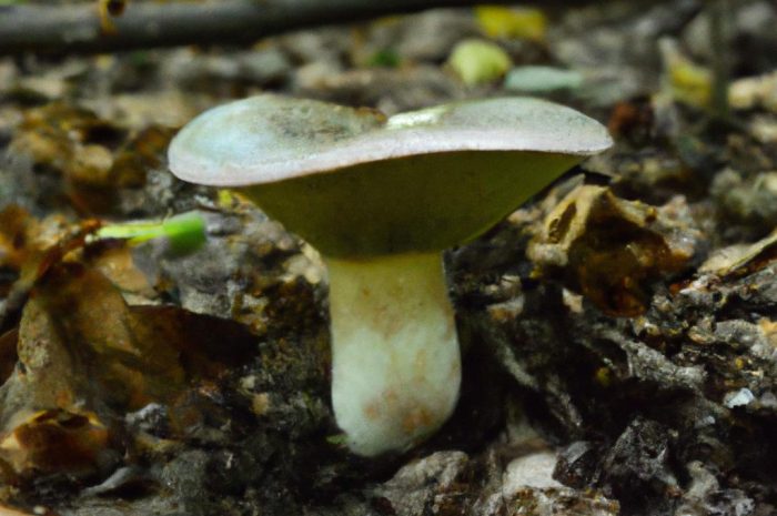 Grzyb siniak, czyli borowik ponury. To jadalny czy trujący grzyb?