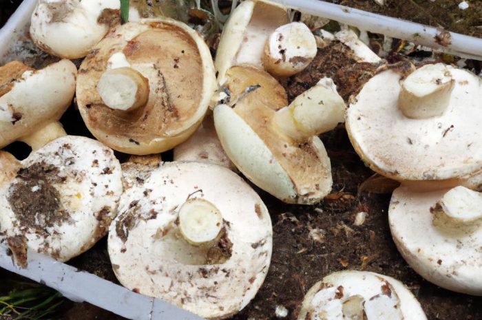 Grzyby pod ochroną w Polsce – lista gatunków chronionych