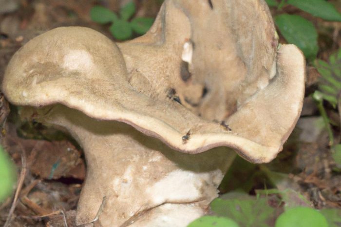 Grzyby sowa kania – charakterystyka jadalnego grzyba