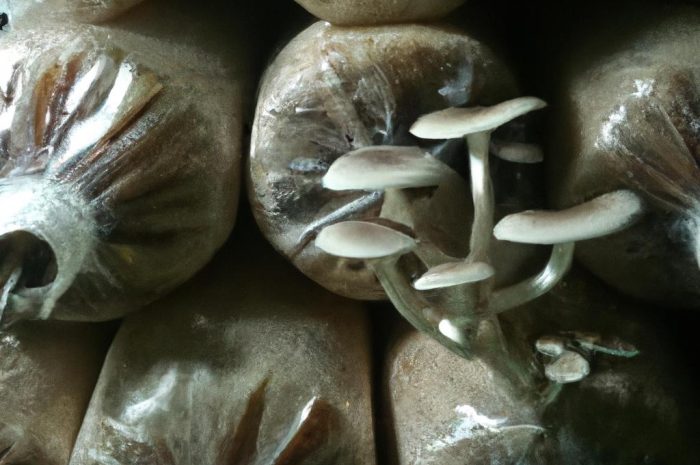 Grzyby w ogrodzie – grzybnia, czyli jak wyhodować leśne grzyby we własnym ogrodzie