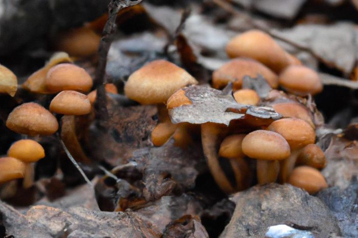 Grzyby zimą – jakie gatunki można zbierać?