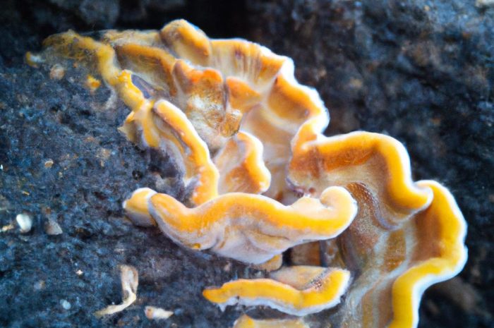 Gąska siarkowa – charakterystyka popularnego grzyba