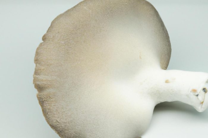 Gąska topolowa – jadalny grzyb rosnący w Polsce pod topolami