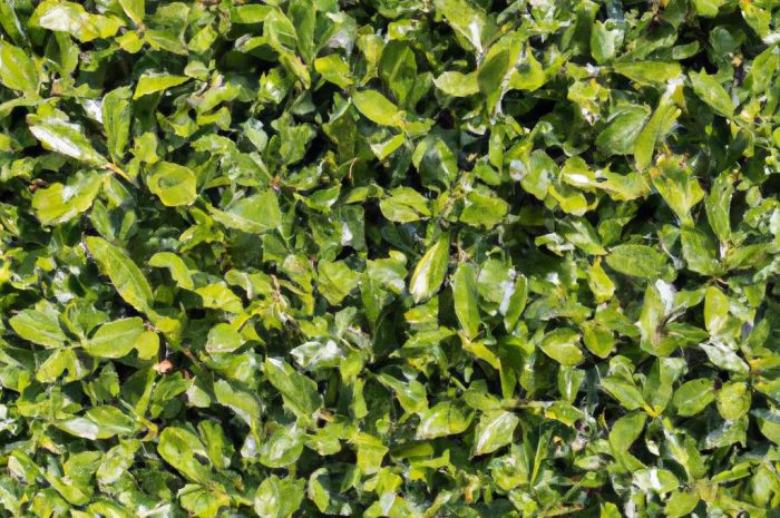 Gęsty i dostojny żywopłot – tuja „Brabant”