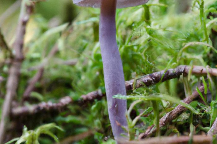 Gąsówka fioletowawa – opis gatunku grzyba