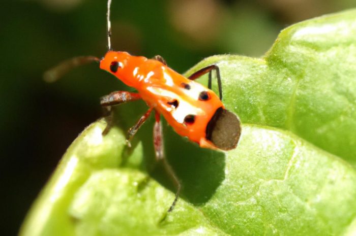 Guniak czerwczyk – jak uchronić się przed inwazją tego chrabąszcza? Sprawdź, jak go rozpoznać!