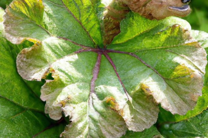 Gunnera olbrzymia – majestatyczna bylina o pięknych liściach. Jak uprawiać ją w przydomowym ogrodzie?