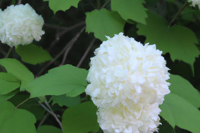 Guzikowiec zachodni – wygląd, uprawa i pożądane warunki ozdobnego krzewu