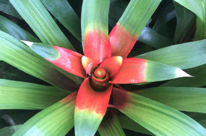 Guzmania ‘Hope’ – roślina z dżungli w doniczce