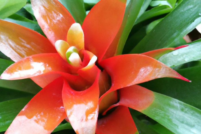 Guzmania języczkowata – rozeta liści i efektowny kwiatostan w doniczce