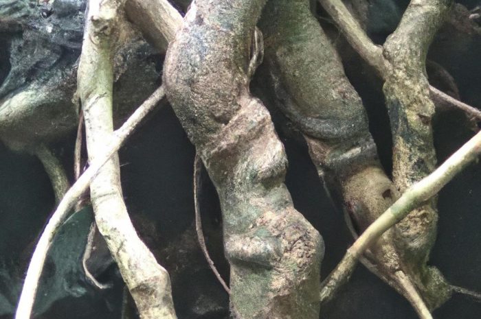 Guzowatość korzeni — jak ją rozpoznać i leczyć?