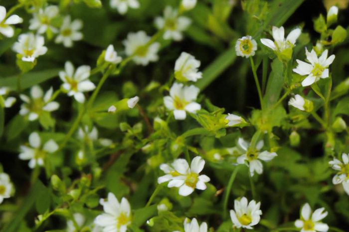Gwiazdnica pospolita – jak rozpoznać Stellaria media? Właściwości lecznicze i zwalczanie