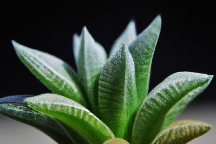 Haworsja cooperi – najważniejsze informacje o jej uprawie i pielęgnacji