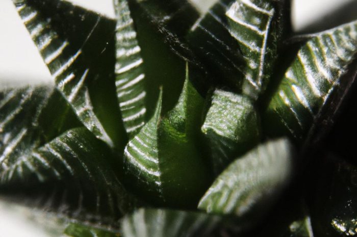 Haworsja pasiasta i jej uprawa. Prosta pielęgnacja efektownej rośliny!