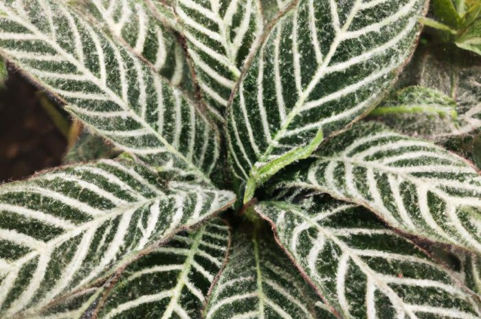 Haworsja wąskolistna – co warto wiedzieć o uprawie tego sukulenta?