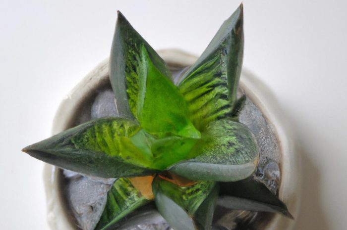 Haworsja – zjawiskowa roślina dla leniwych