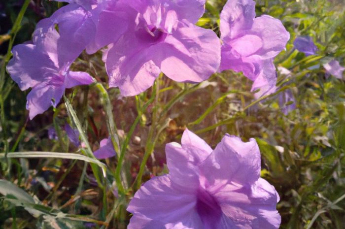 Hebe kwiat – zimowanie, uprawa i pielęgnacja