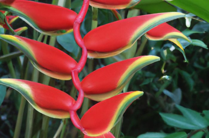 Helikonia – poznaj ten rodzaj kwiatów ozdobnych