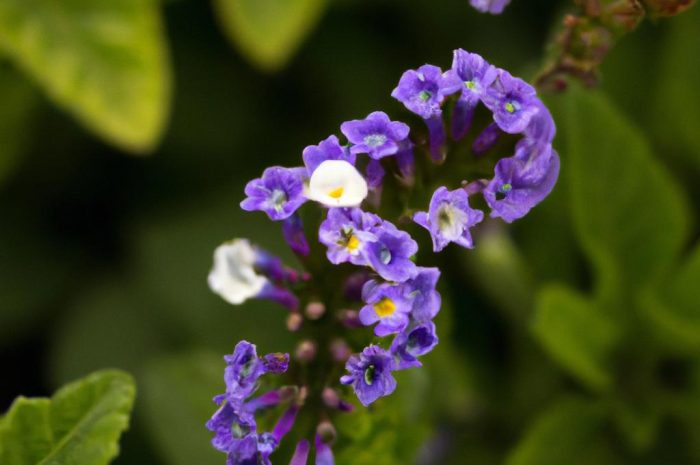 Heliotrop peruwiański (Heliotropium arborescens) – atrakcyjny wonny kwiat. Jak wygląda uprawa i pielęgnacja tej rośliny?