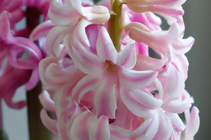 Hiacynt – pielęgnacja po przekwitnięciu. Jak uprawiać hiacynty w ogrodzie, aby zakwitły na nowo?