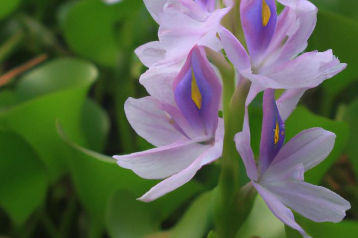 Hiacynt wodny – eichornia gruboogonkowa. Uprawa i pielęgnacja