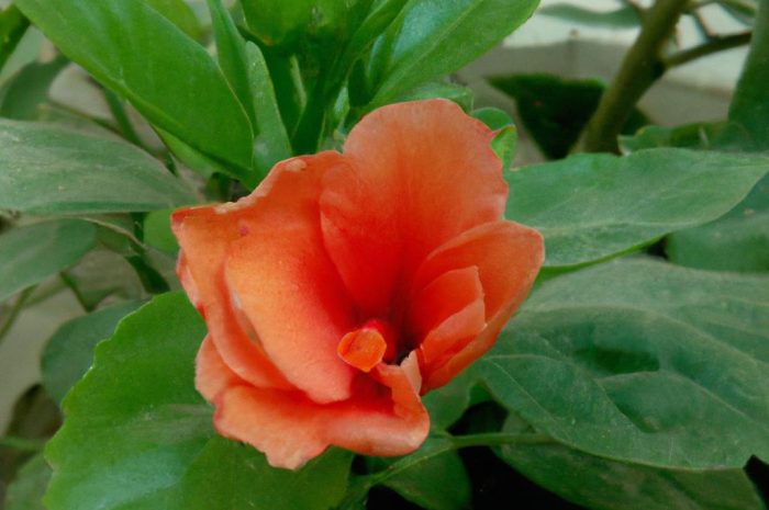 Hibiskus – róża chińska w polskich ogrodach. Jak wyhodować tropikalne kwiaty?