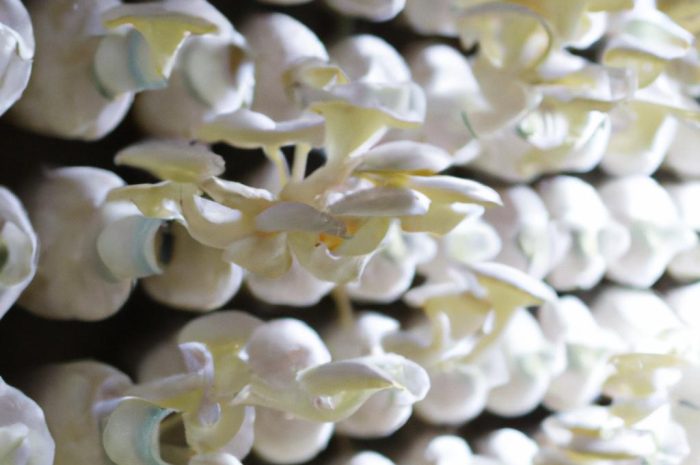 Hodowla grzybów w domu i ogrodzie – na czym polega uprawa grzybów w warunkach domowych?