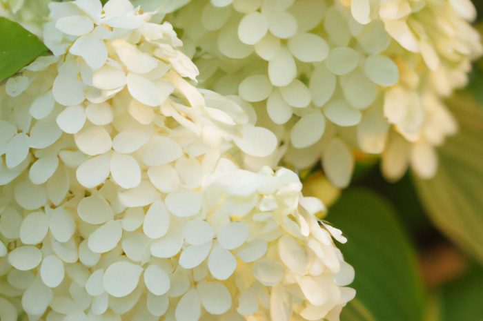 Hortensja Annabelle – wdzięczny i obfity krzew