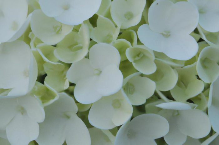 Hortensja ,,Polar Bear” – jak wygląda uprawa odmiany hortensji bukietowej?