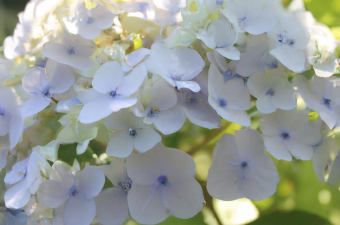 Hortensja bobo – jak uprawiać i jak pielęgnować ją na co dzień?