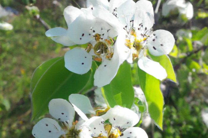 Hortensja bukietowa w ogrodzie – w jakim miejscu warto ją posadzić i jakie znaczenie ma cięcie pędów?